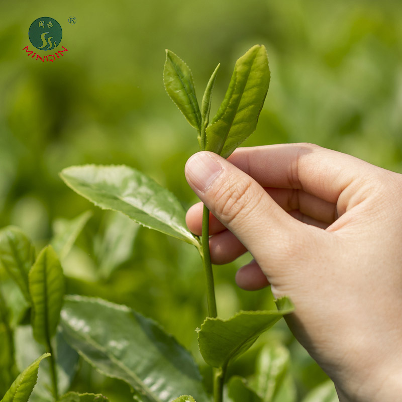 【闽秦】紫阳毛尖二级 100g