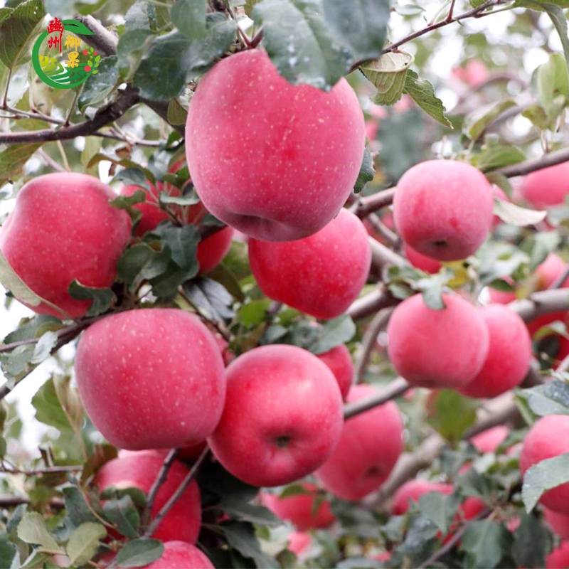 【豳州御果】18枚通版包装 80-85#