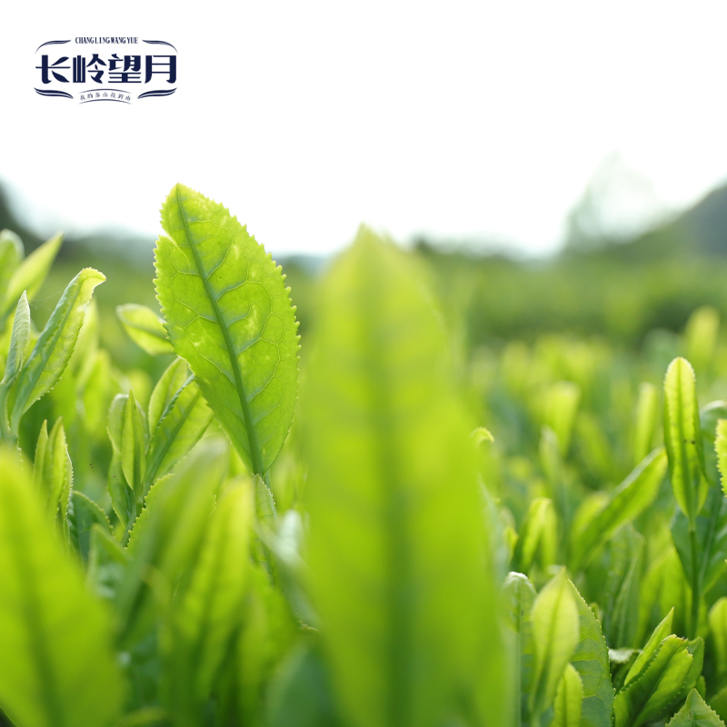 【长岭望月】汉中仙毫特级 120克