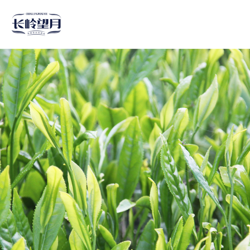 【长岭望月】汉中仙亳一级 200克