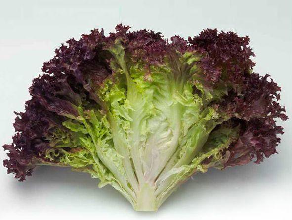 紫叶生菜