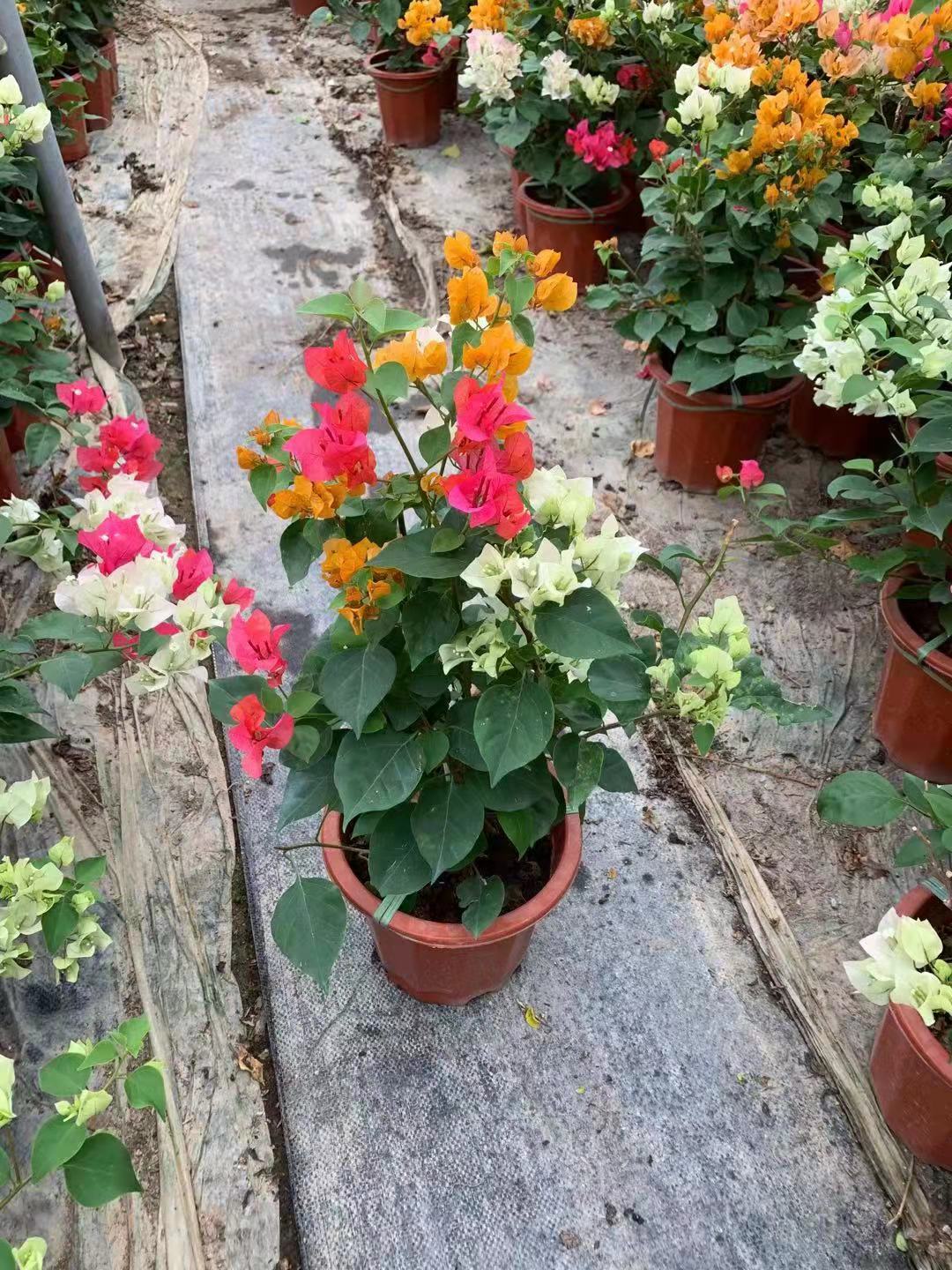 多色三角梅