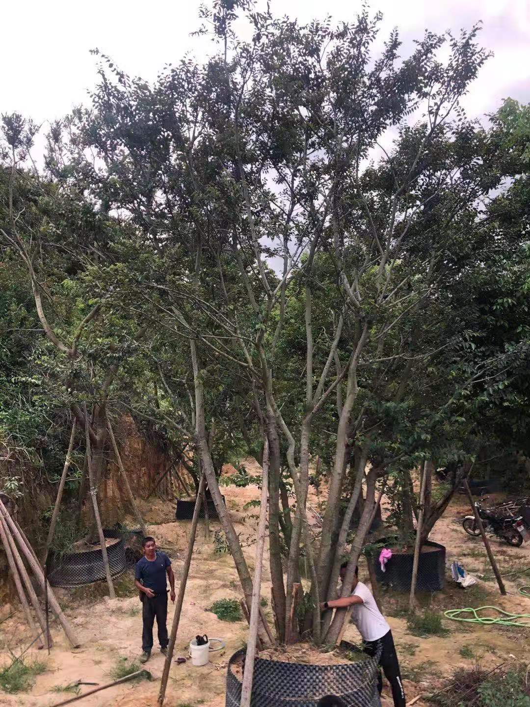 丛生朴树