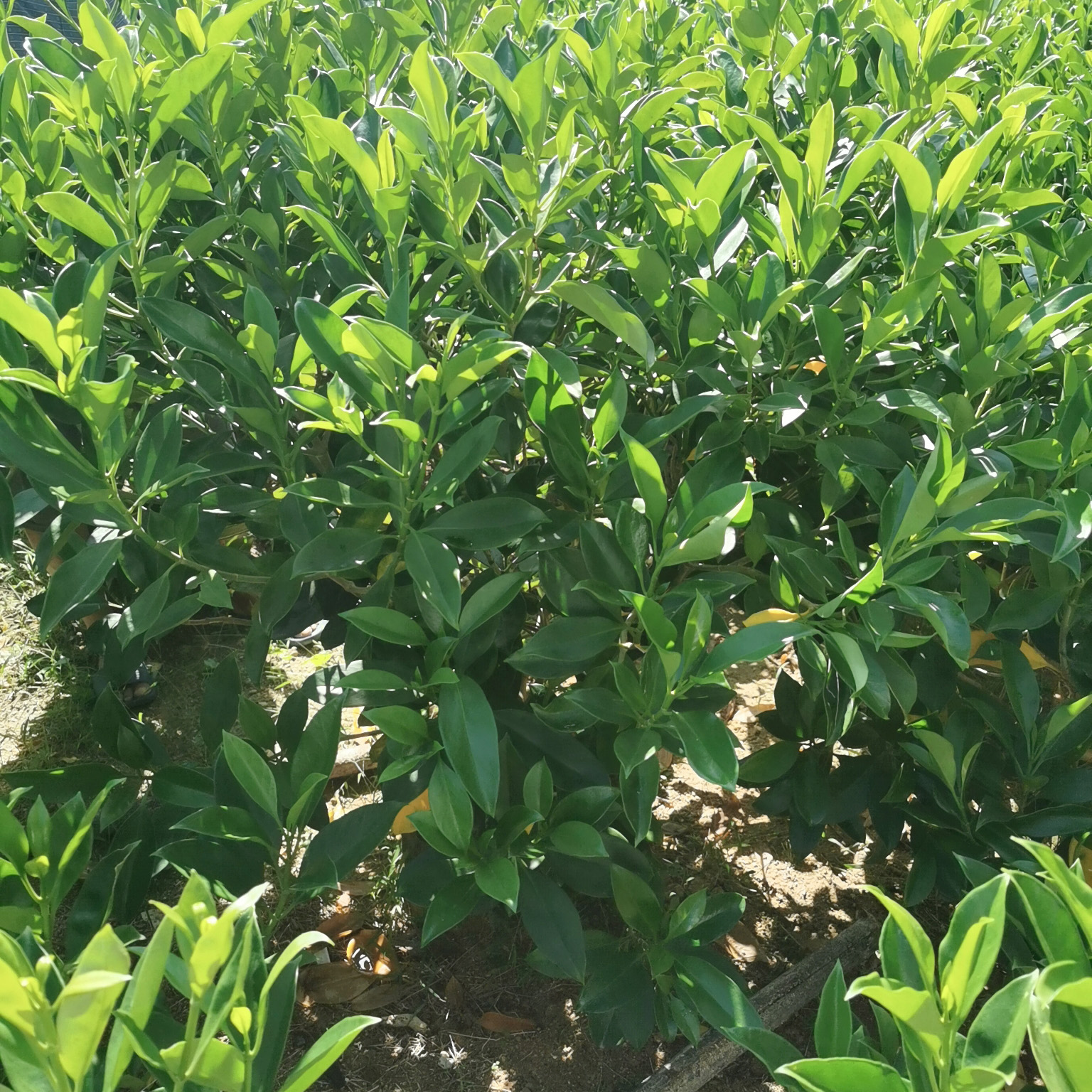 非洲茉莉球