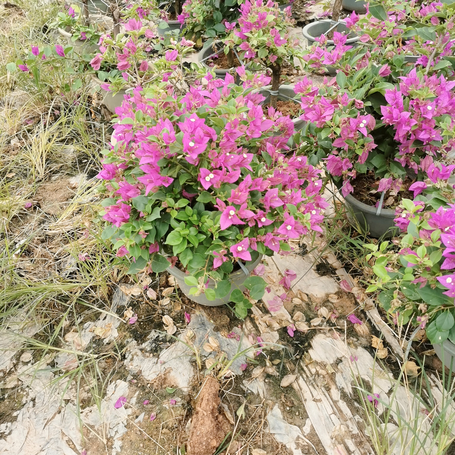 紫色三角梅