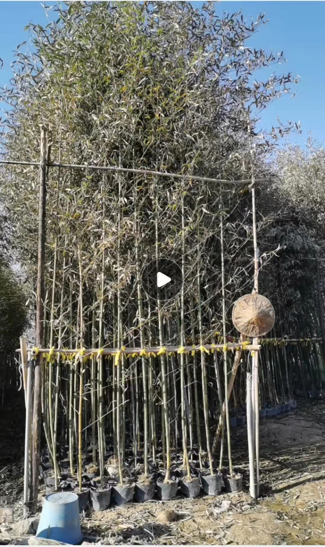 小刚竹苗