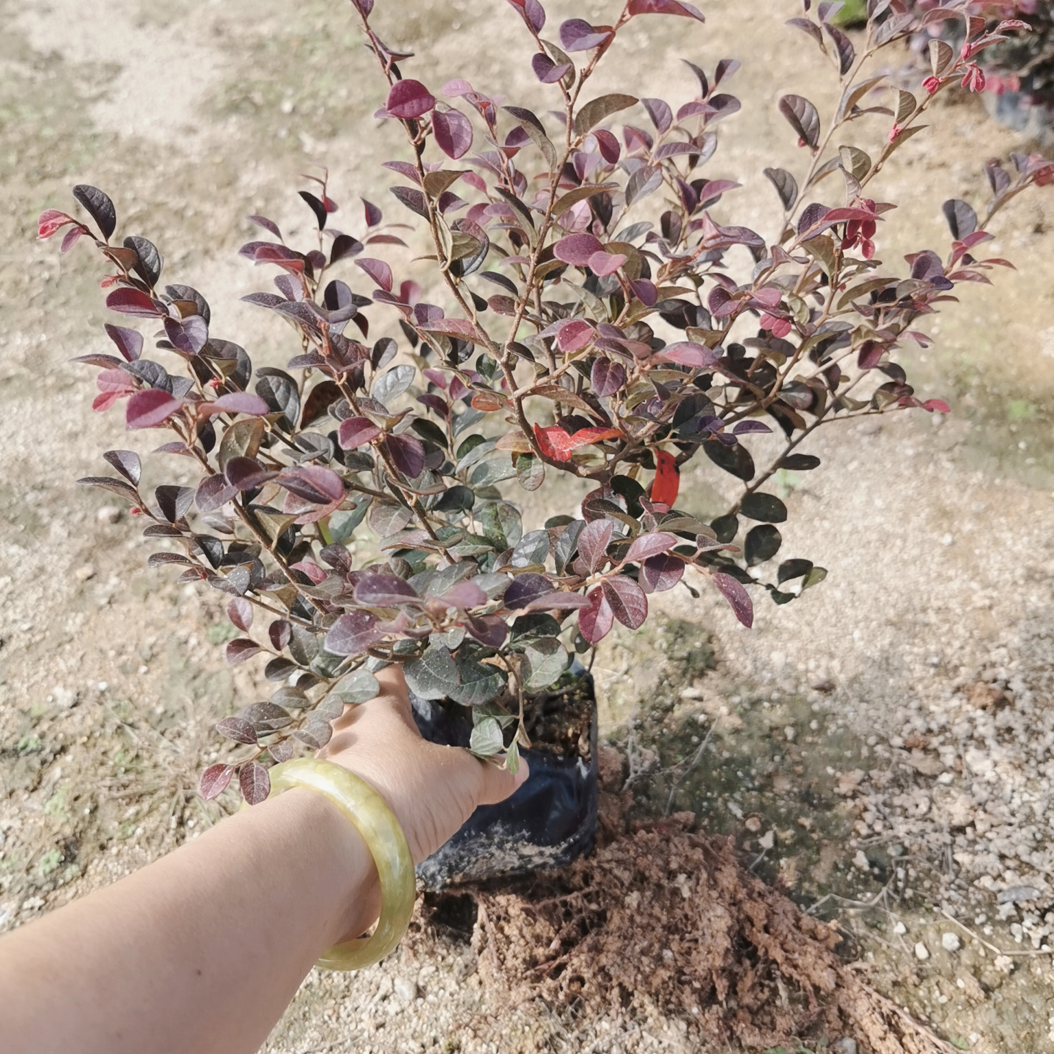 红花继木小袋苗