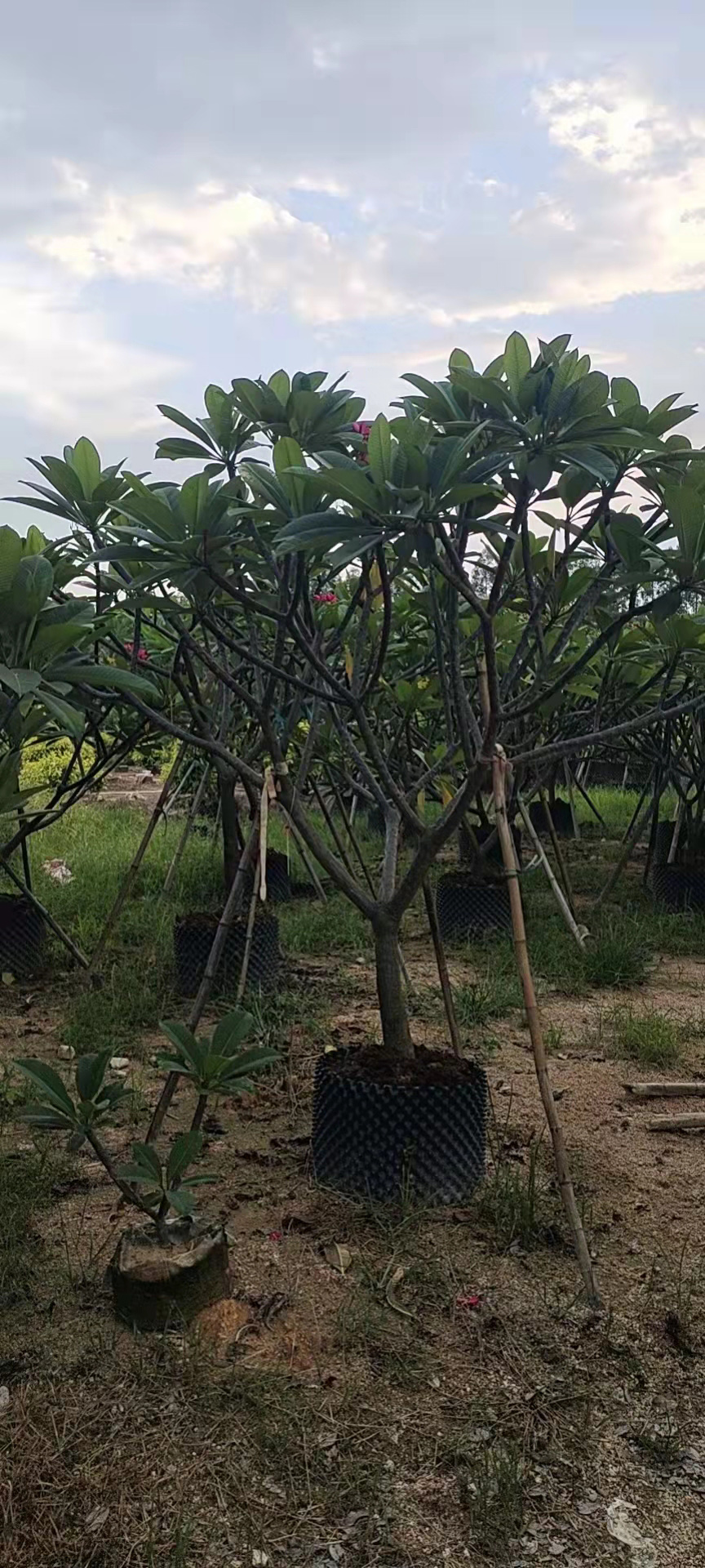红色鸡蛋花