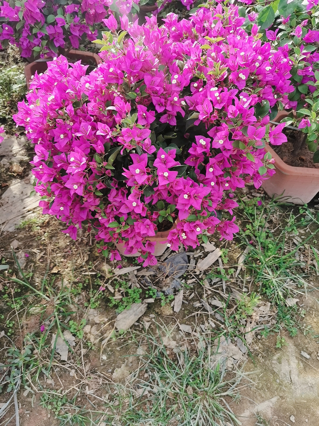 紫色三角梅