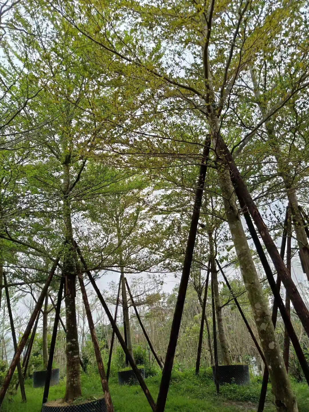 小叶榄仁