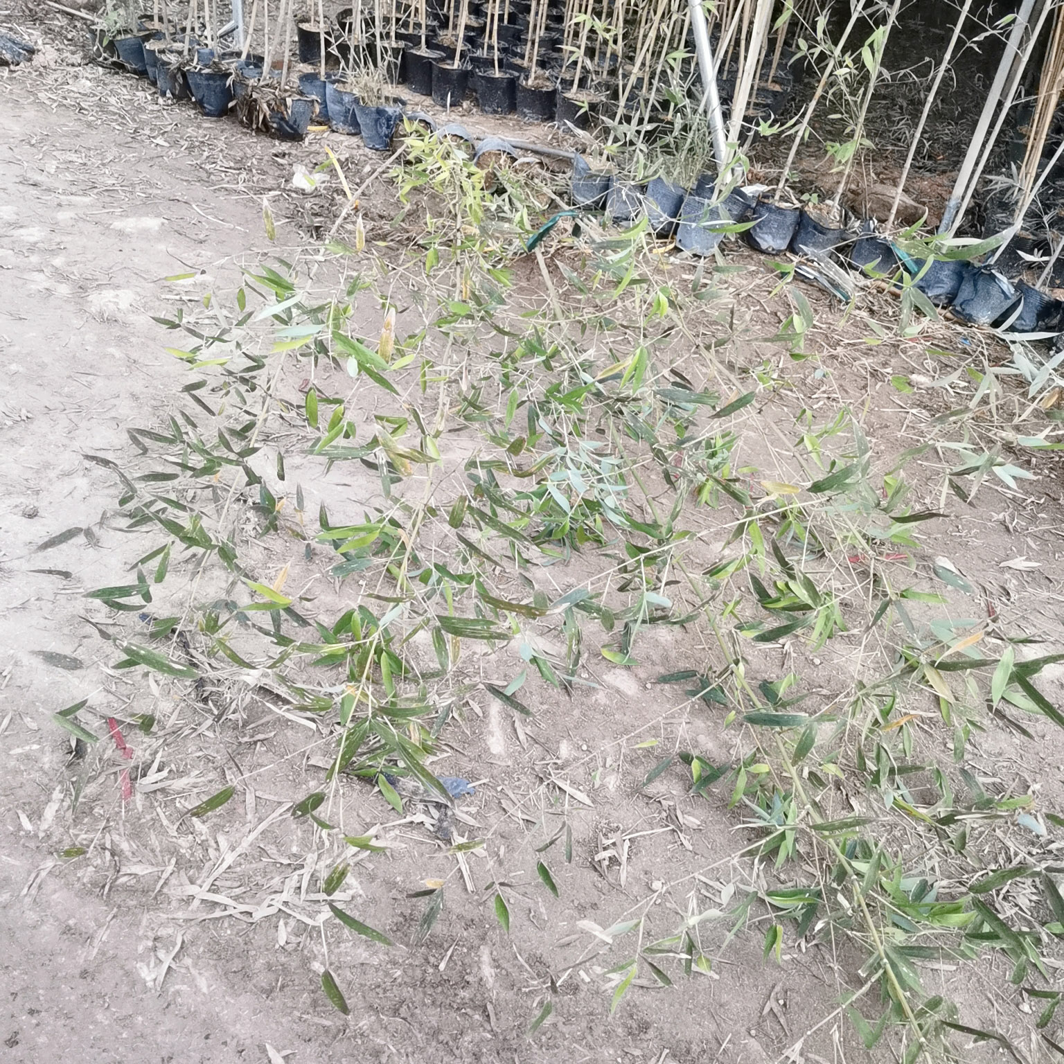 小刚竹