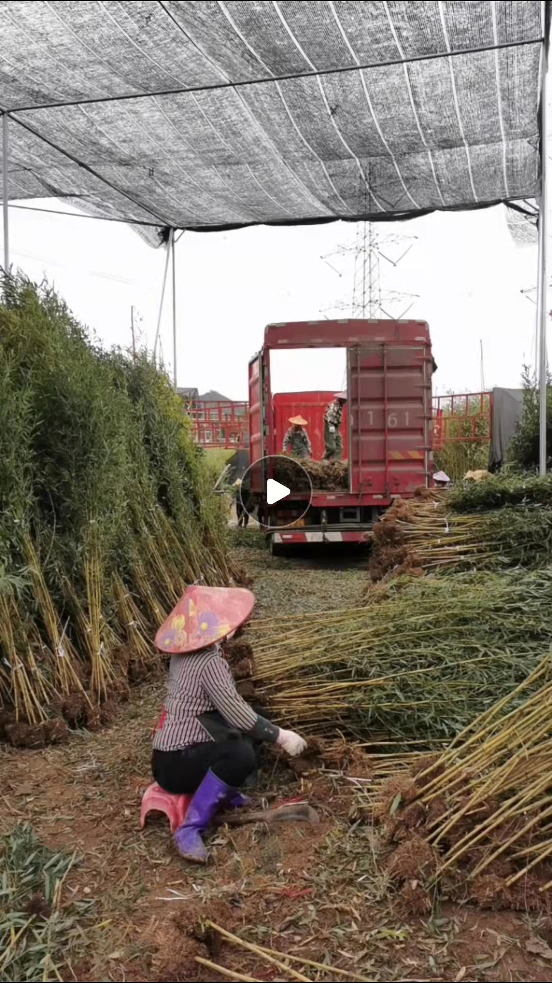 黄金间碧玉竹地苗