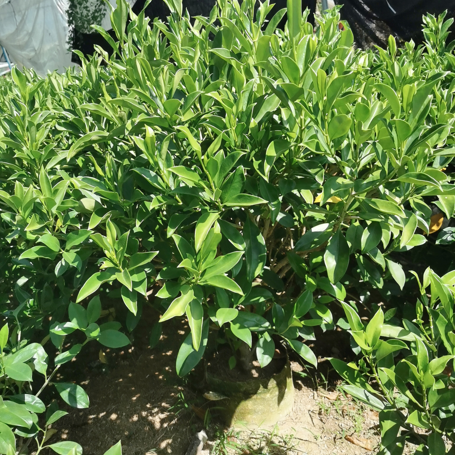 非洲茉莉球