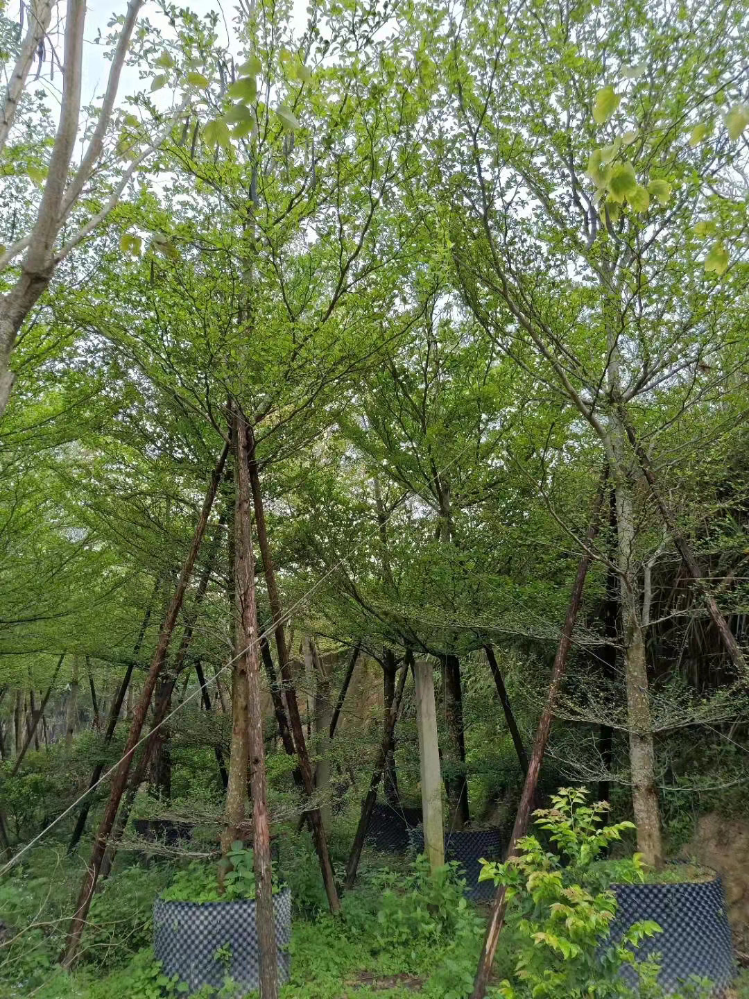 小叶榄仁