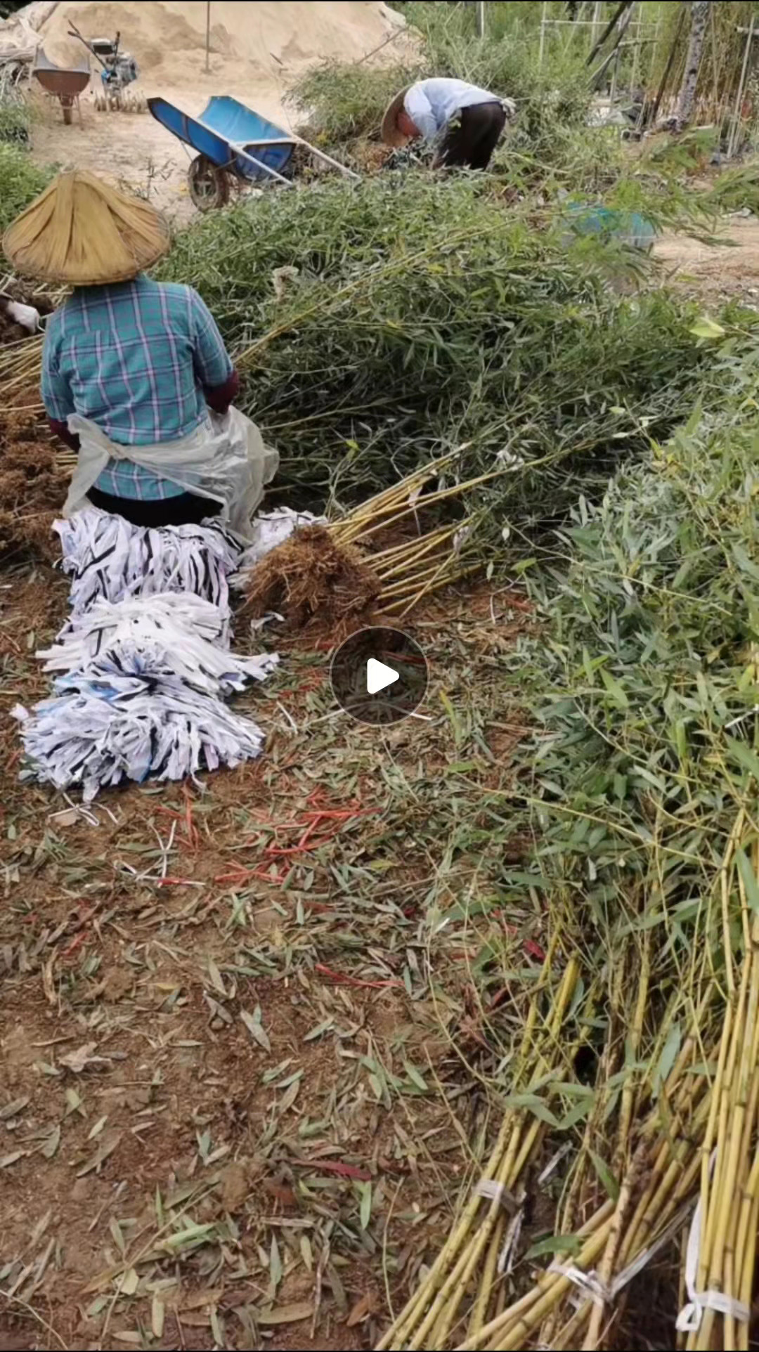 黄金间碧玉竹地苗