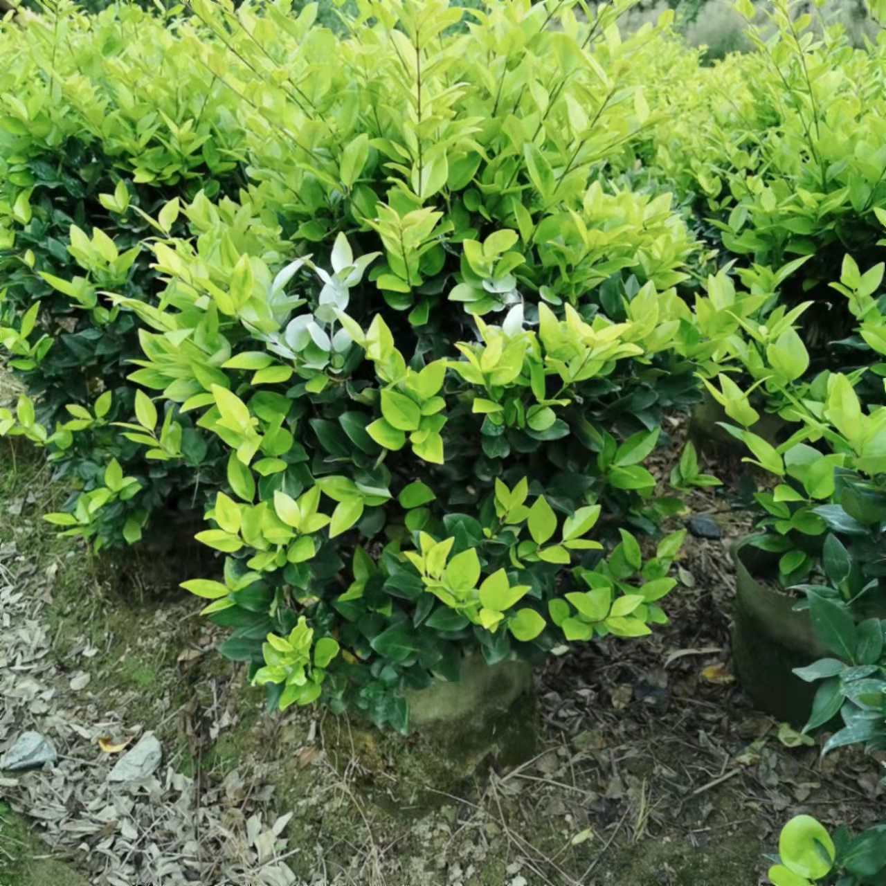 金森女贞球