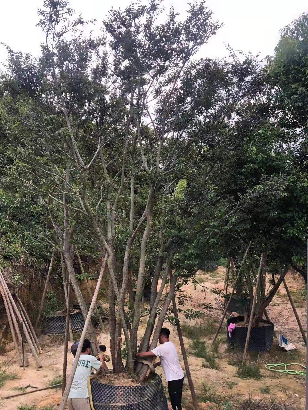 丛生朴树