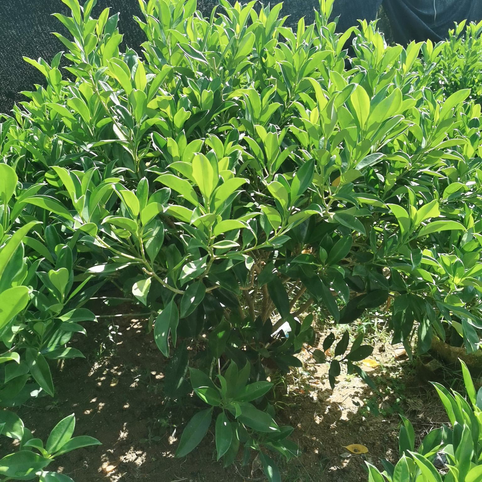 非洲茉莉球