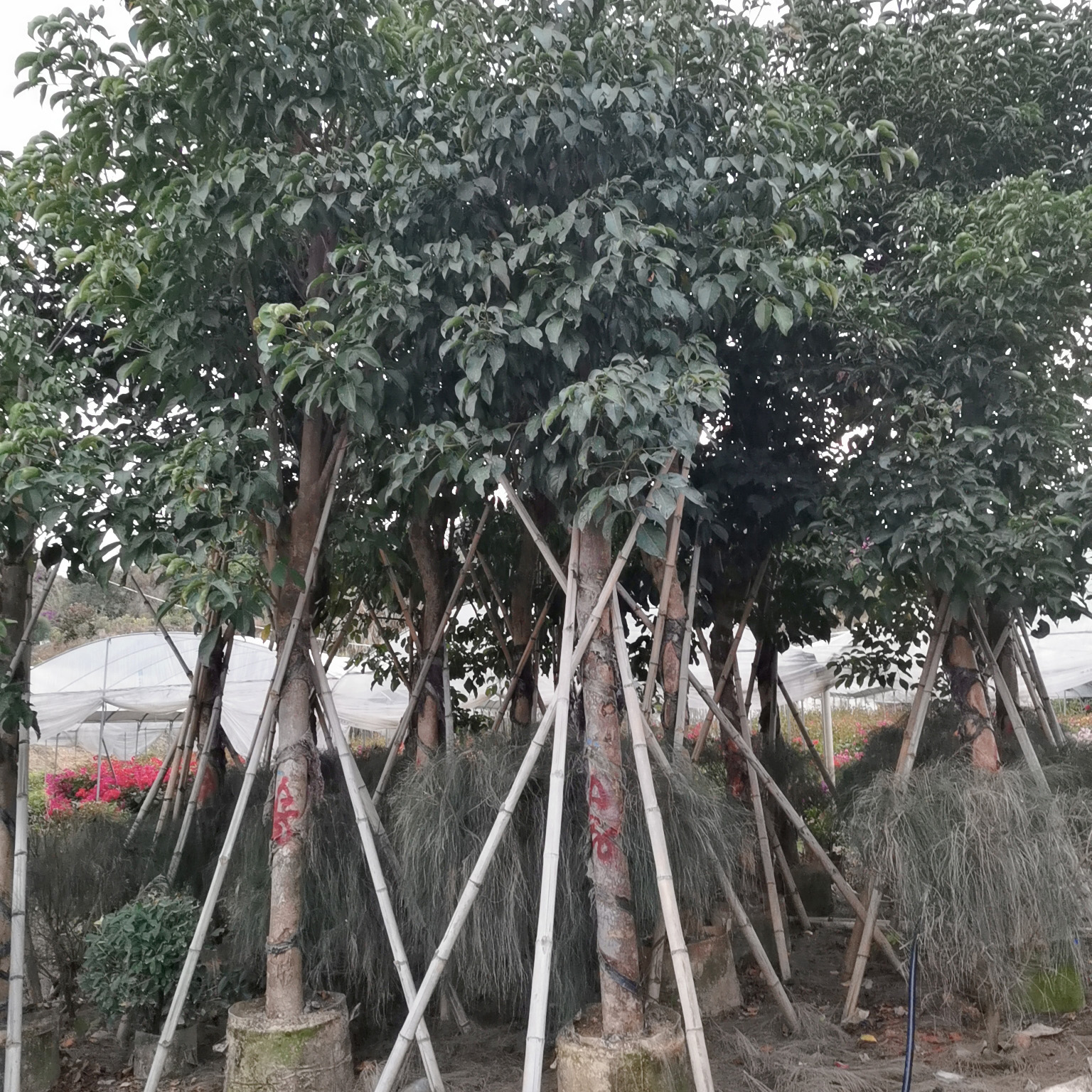 秋枫
