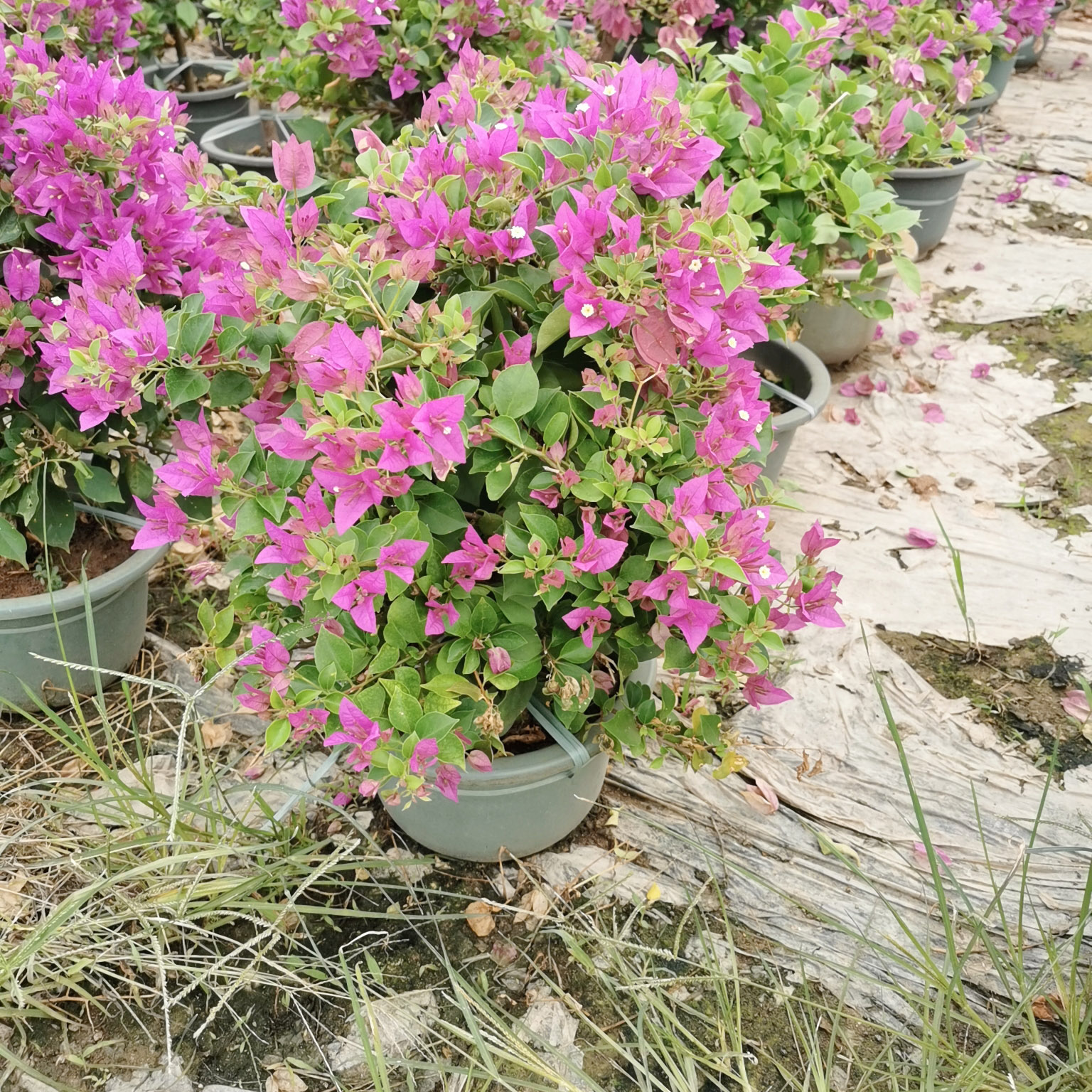 紫色三角梅