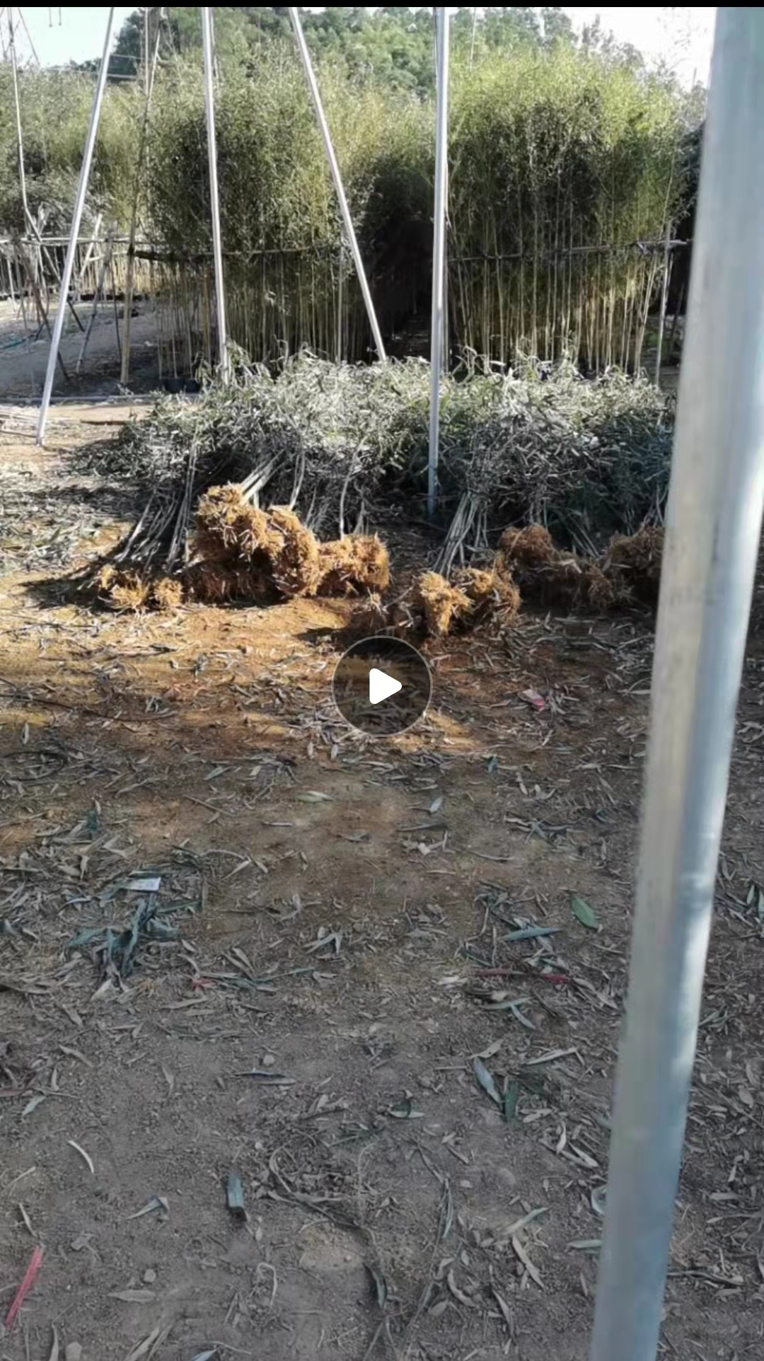 小刚竹苗