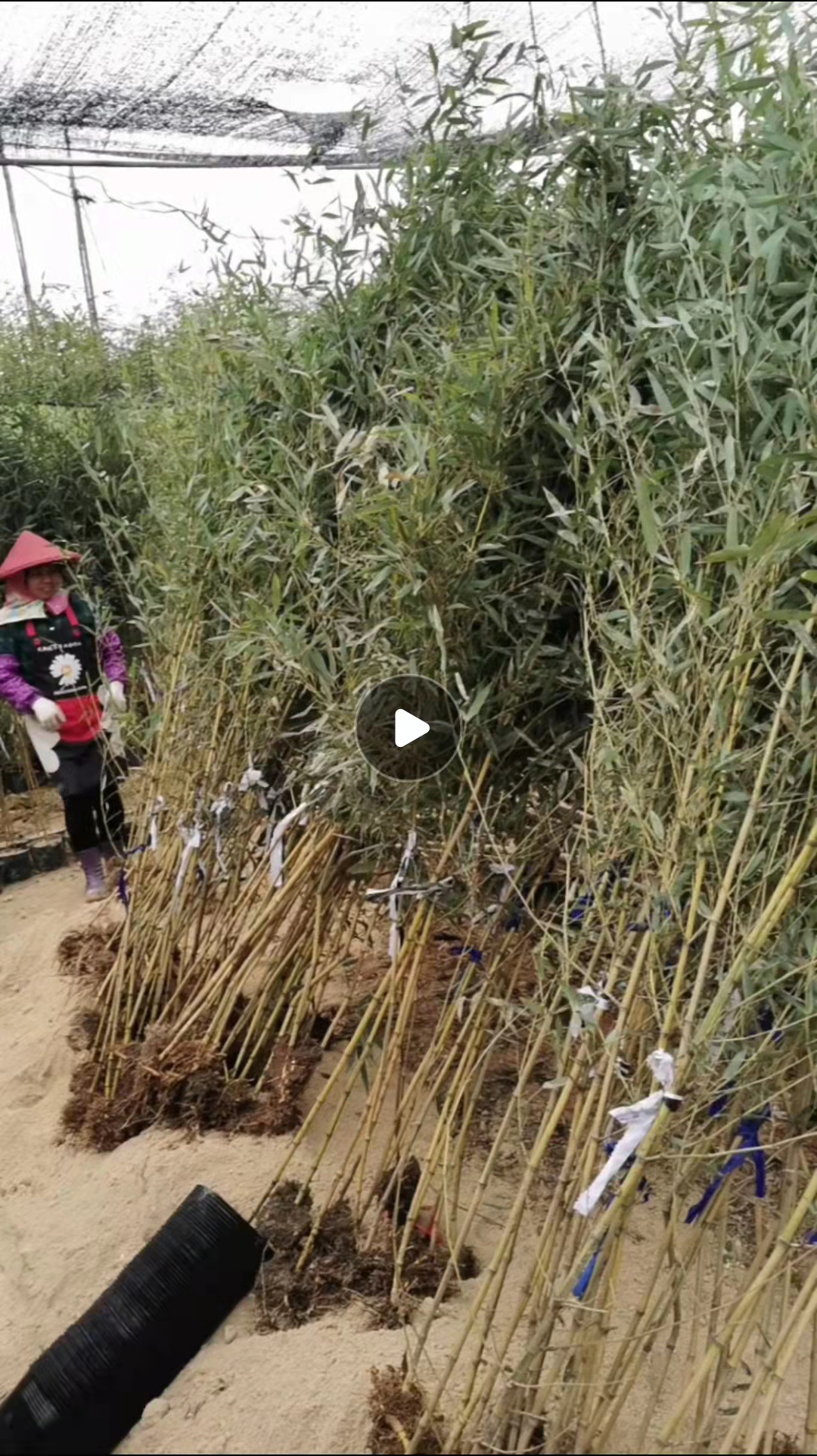 黄金间碧玉竹地苗