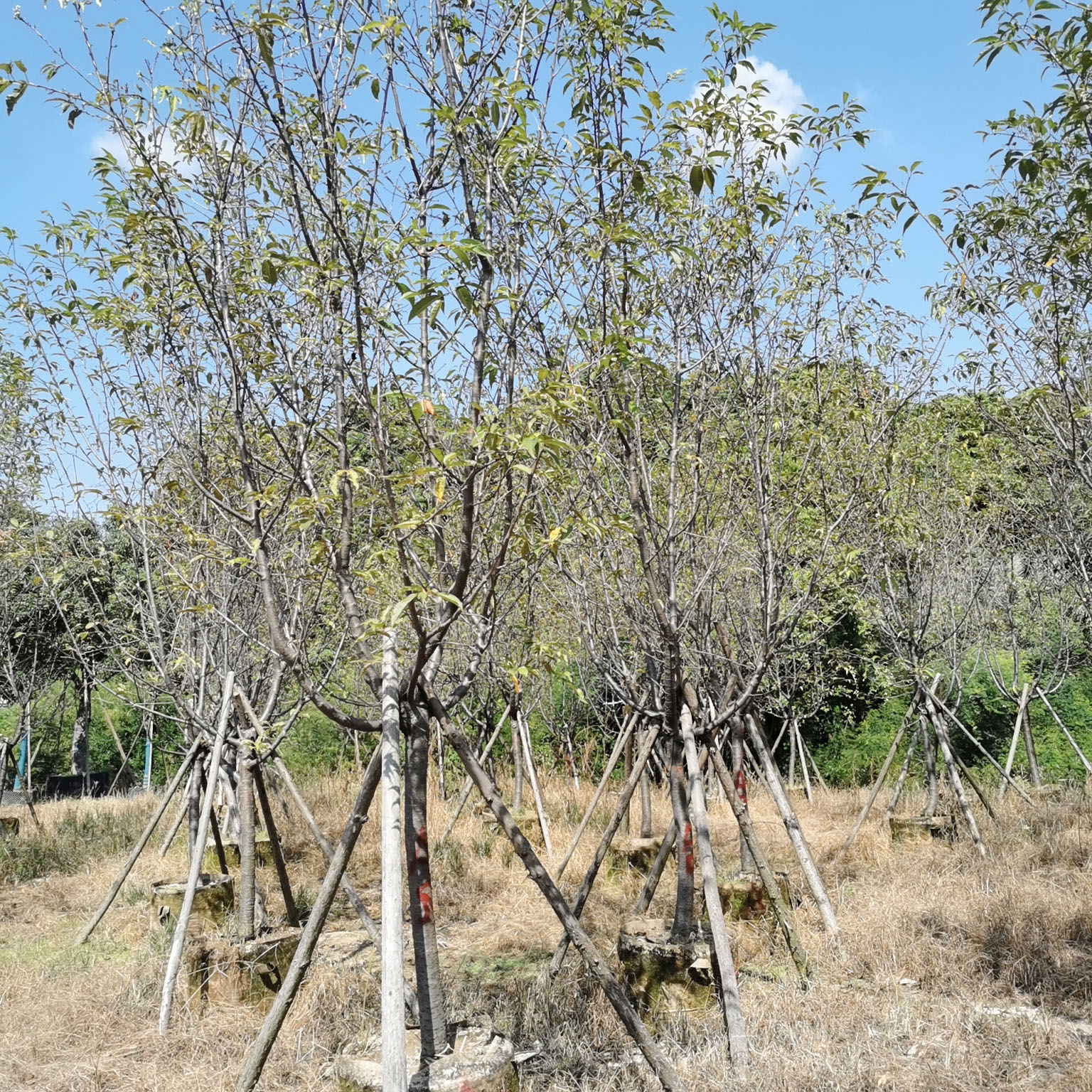 福建山樱花