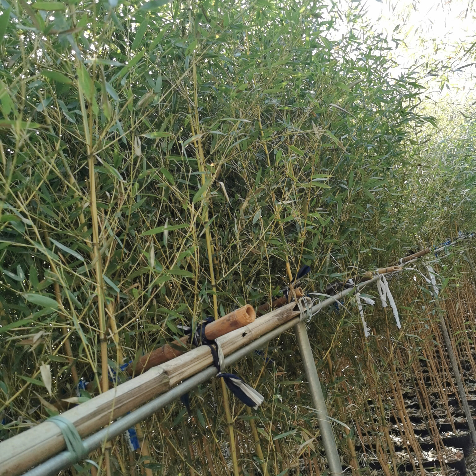 竹子袋苗
