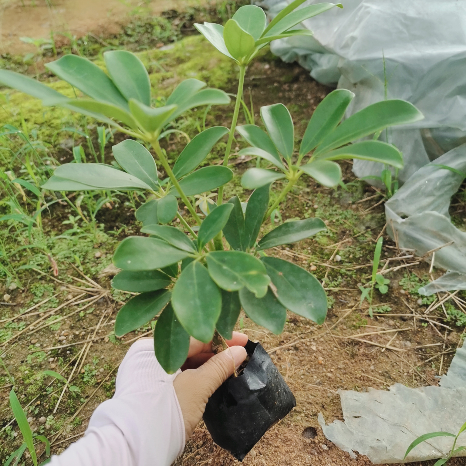黄金榕苗