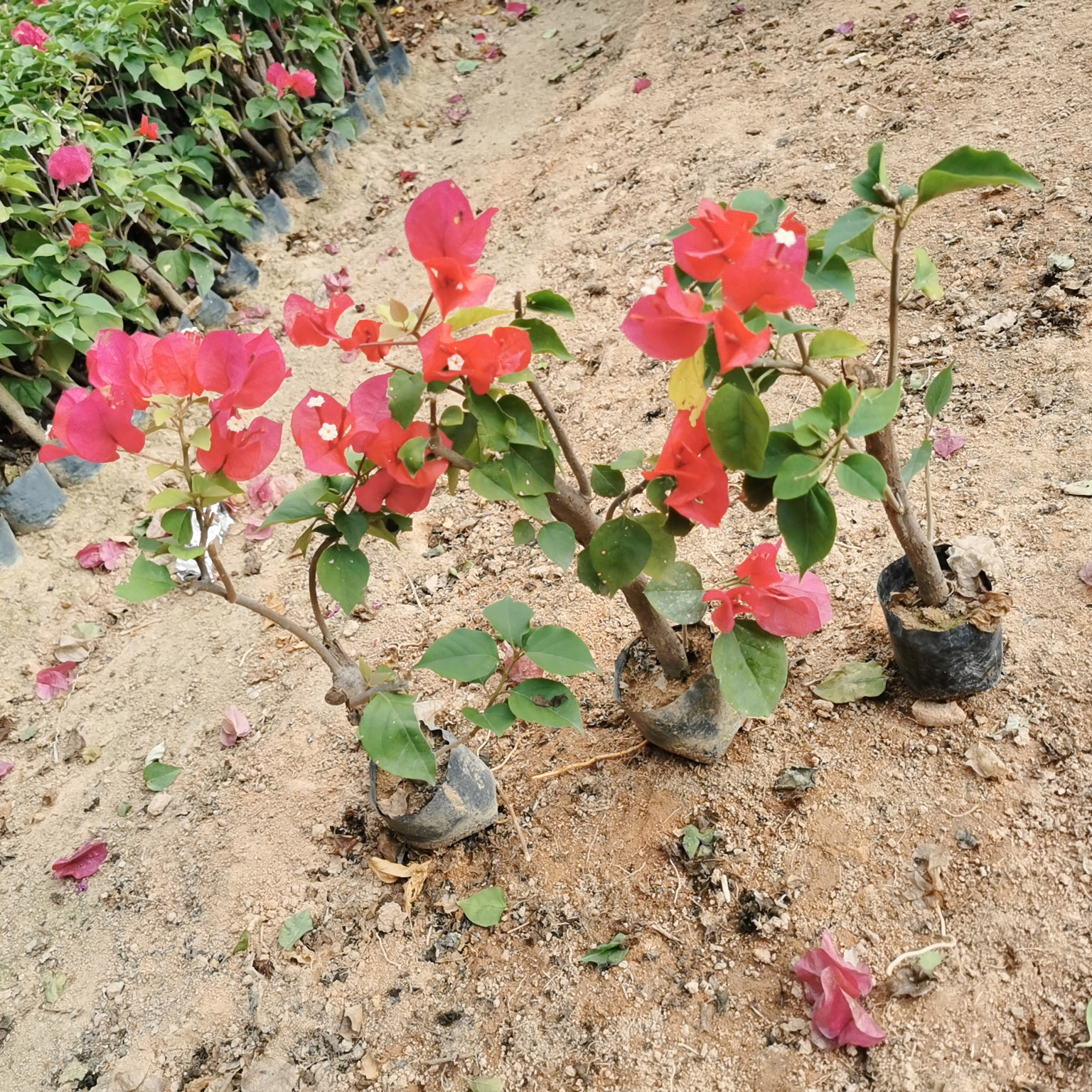 红色三角梅小袋苗