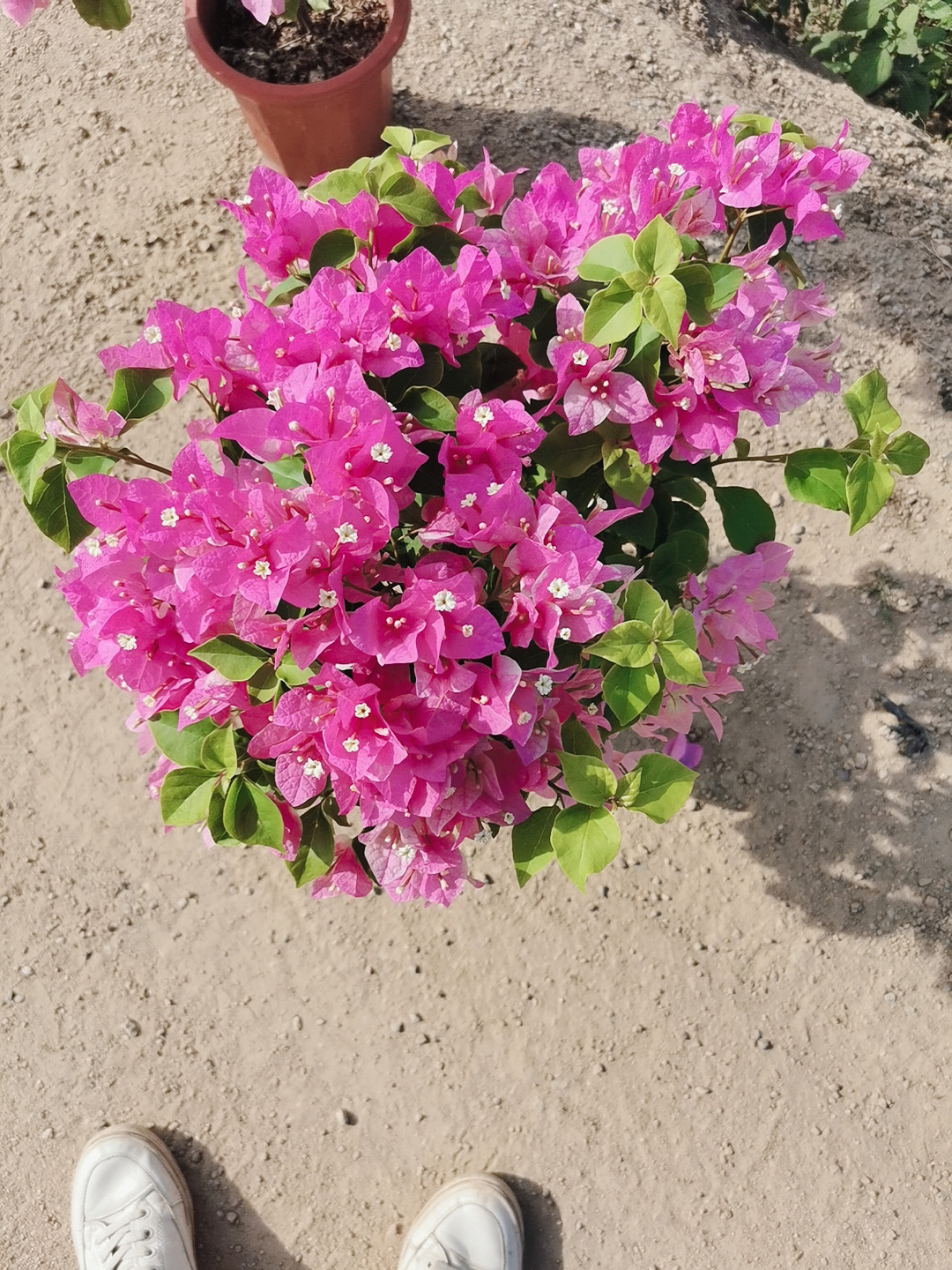 樱花三角梅（绿樱、红樱）