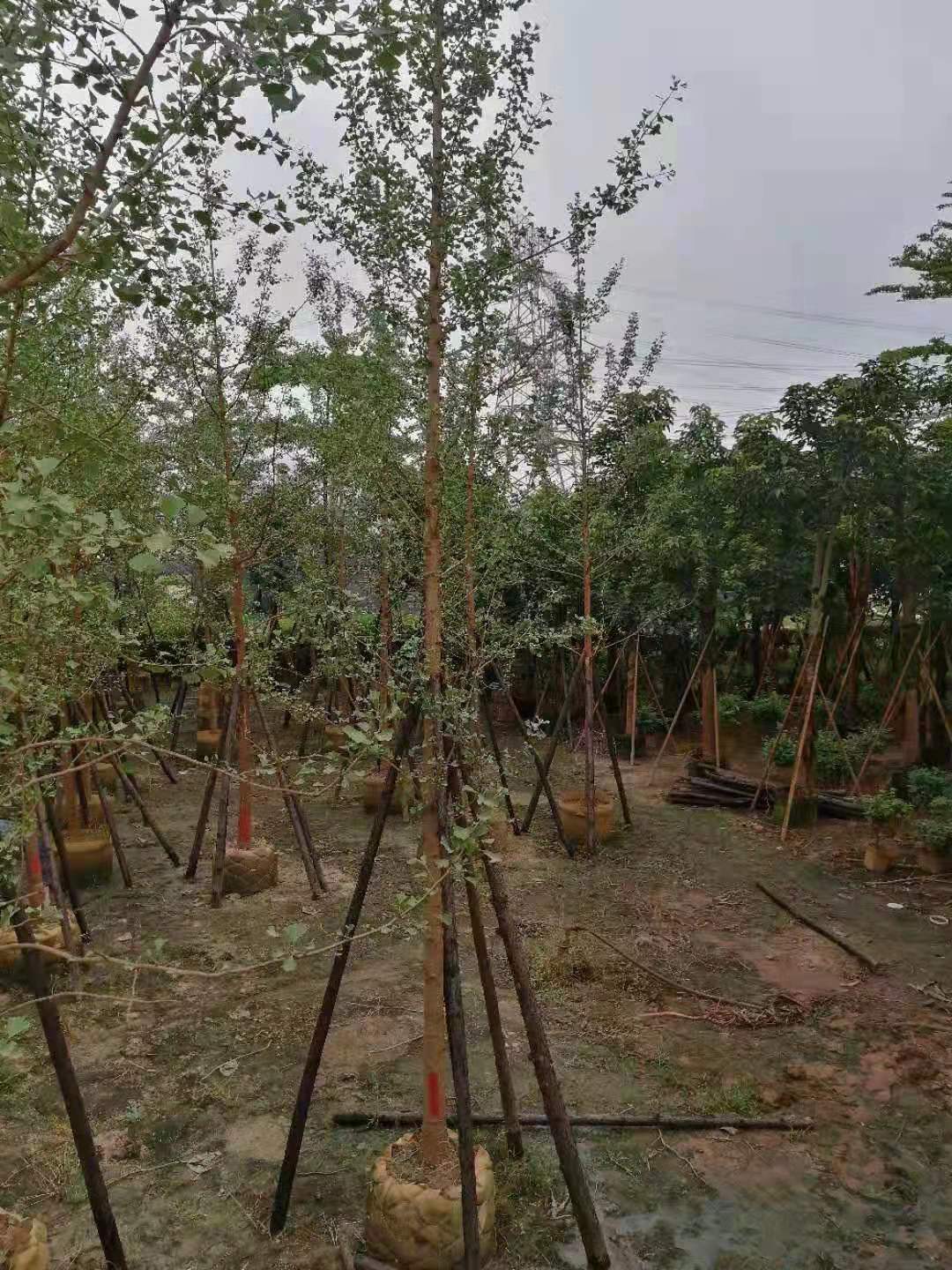 银杏