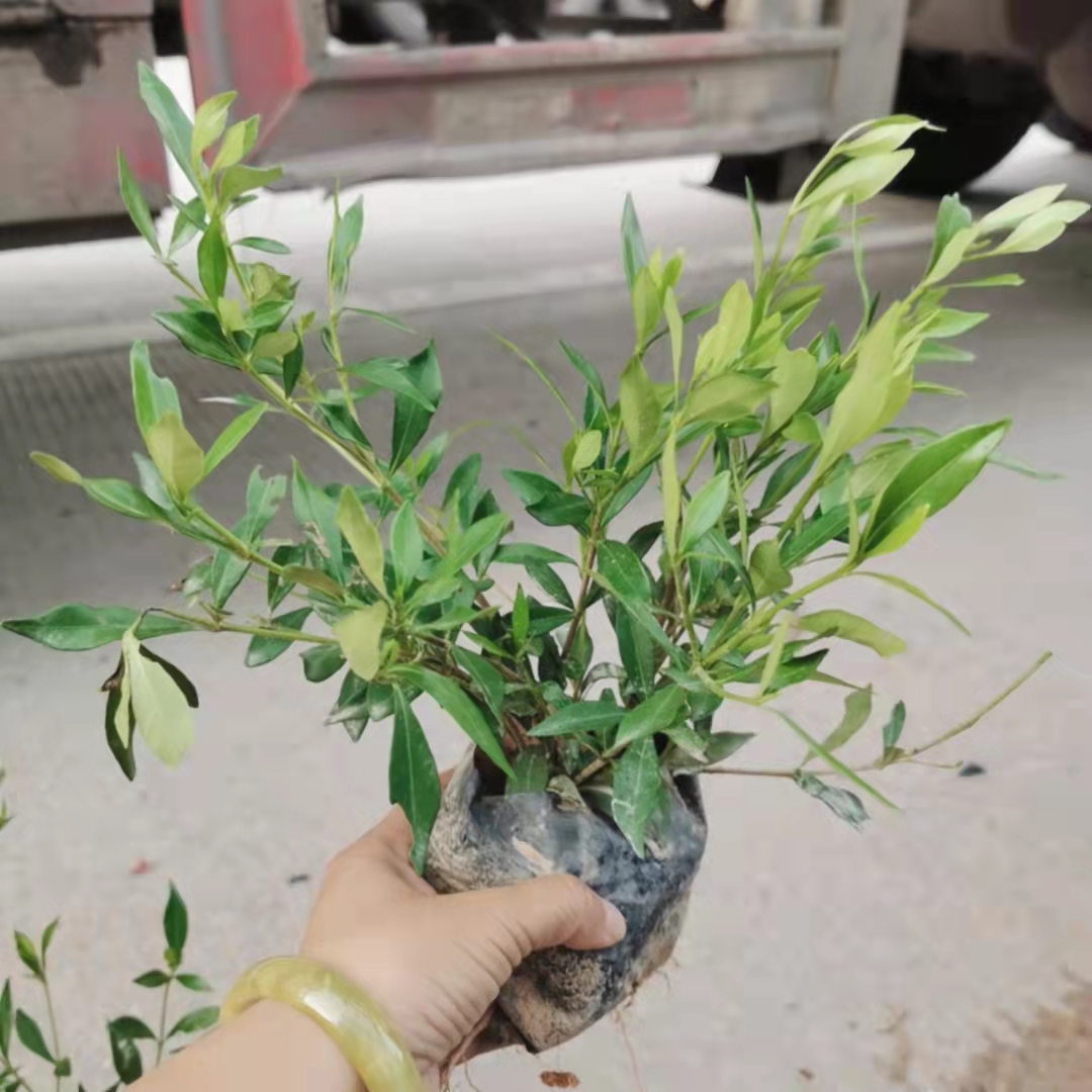 黄金榕苗