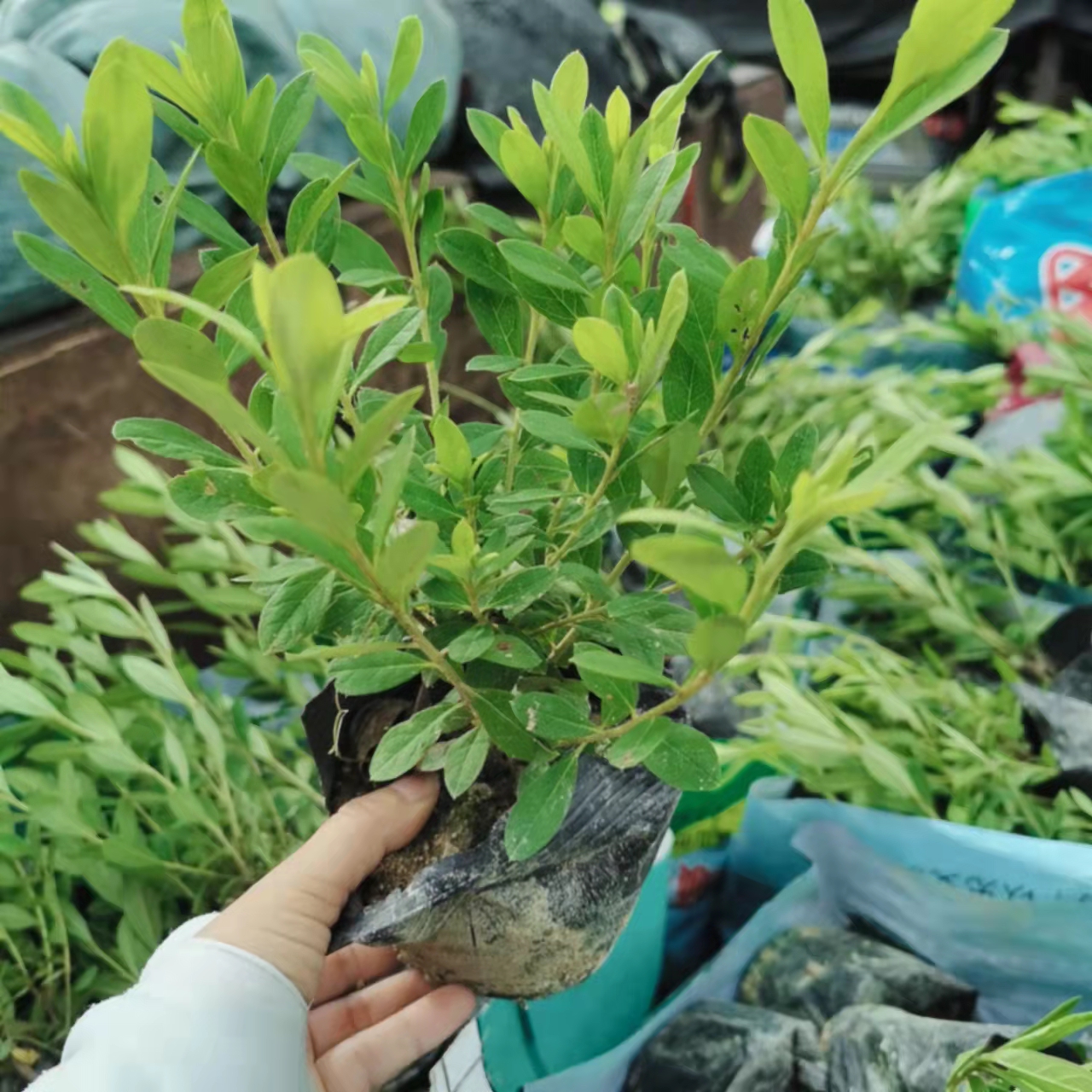 黄金榕苗