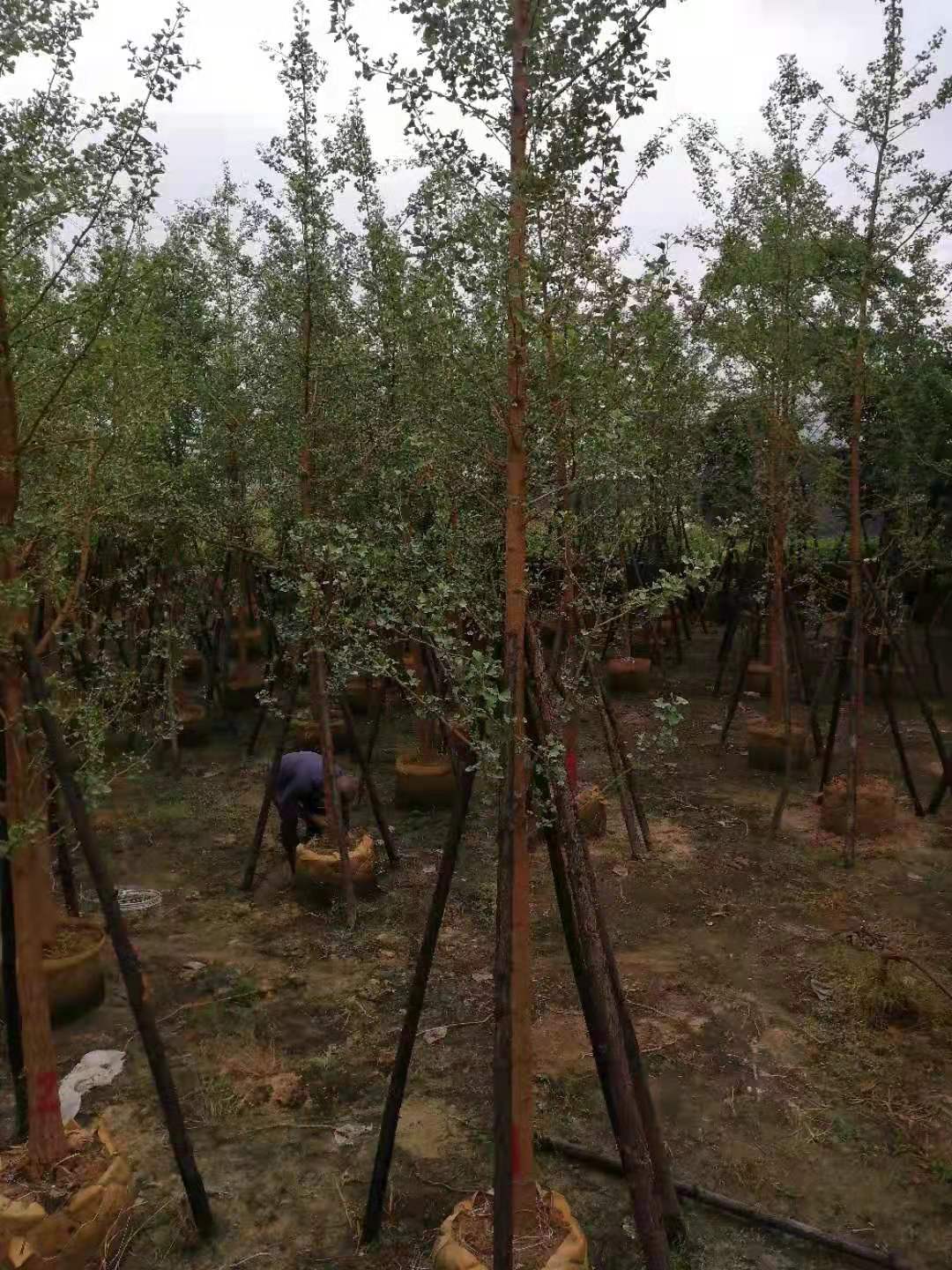 银杏