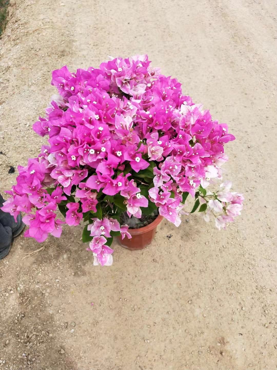 樱花三角梅（绿樱、红樱）