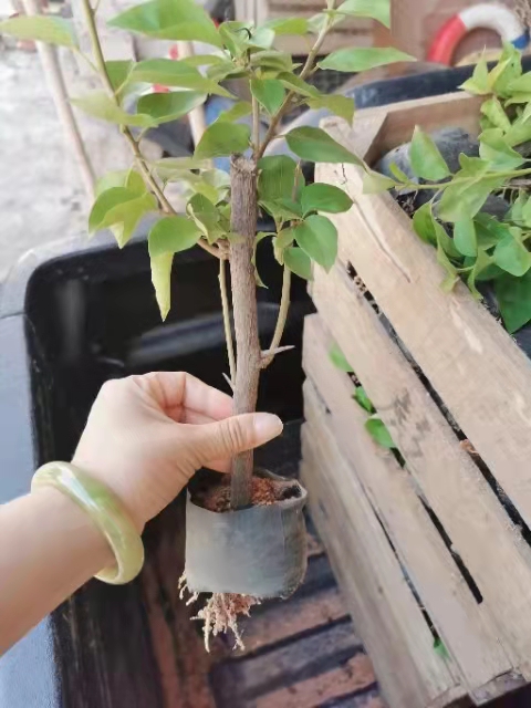 红色三角梅小袋苗