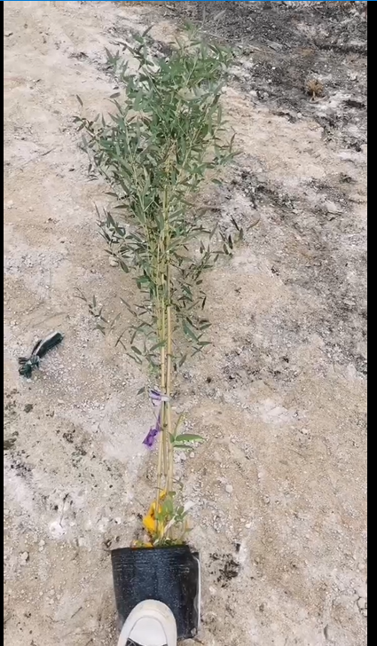 竹子袋苗