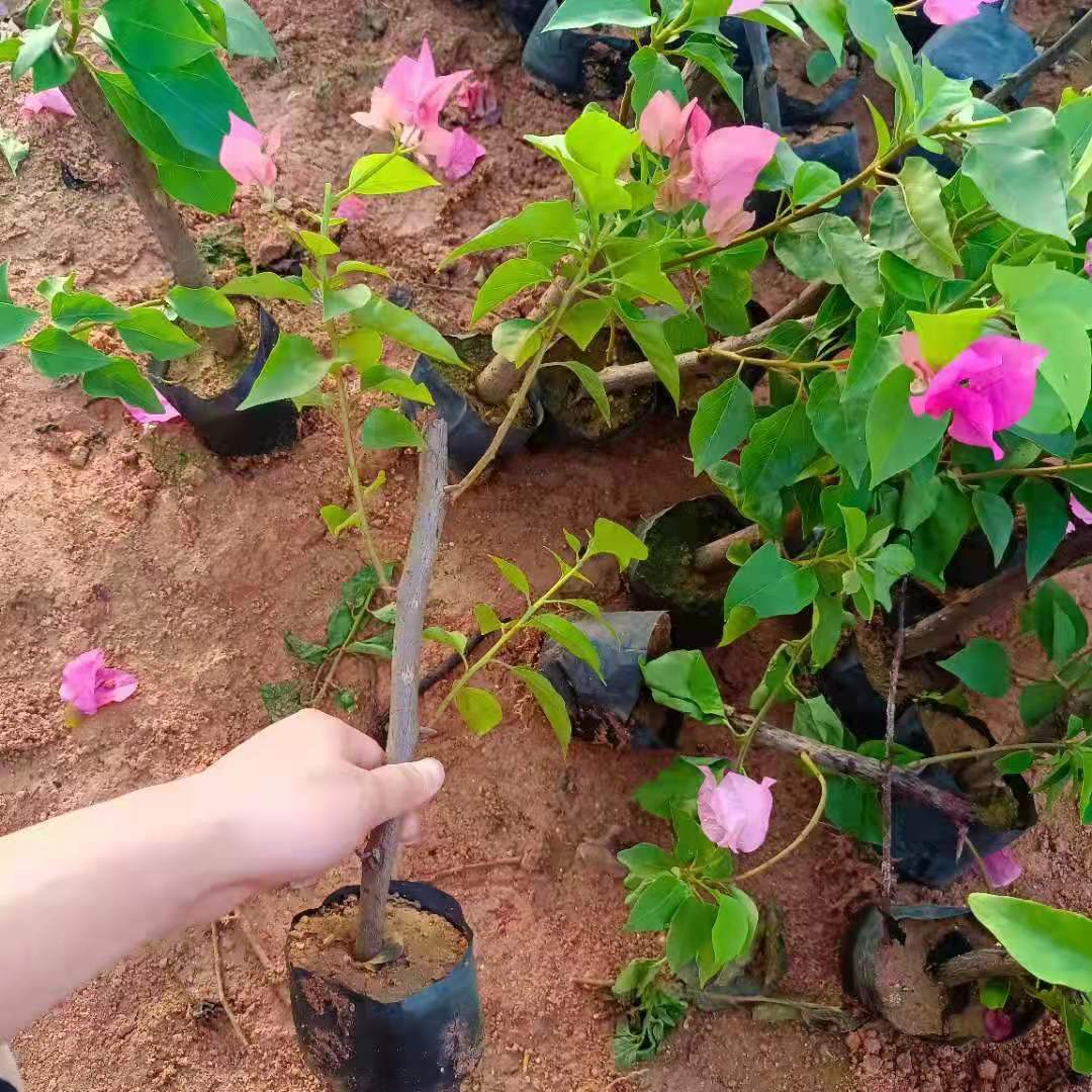 三角梅苗
