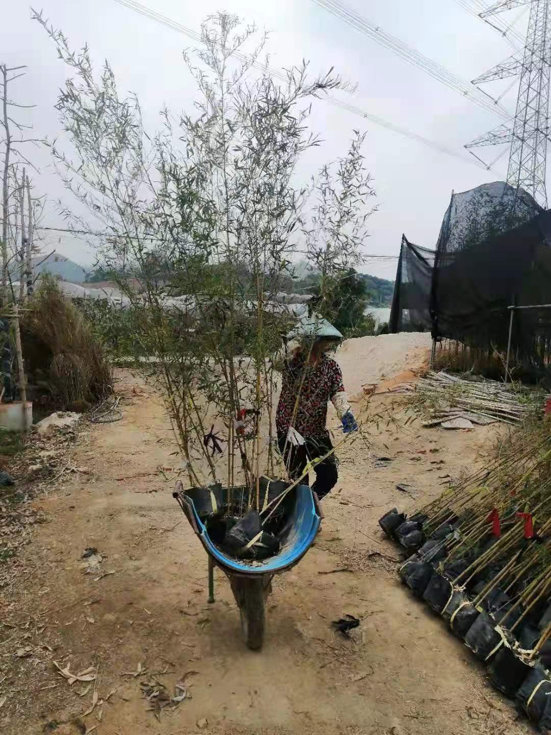 竹子袋苗