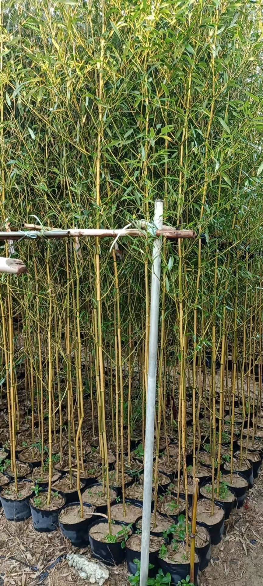 竹子袋苗