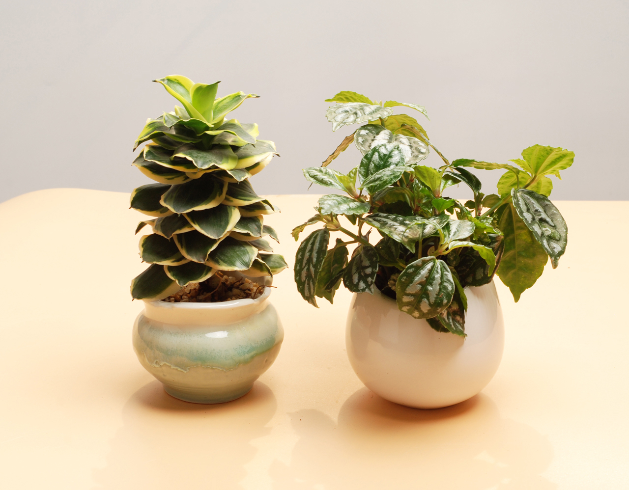 富贵塔+花叶冷水花