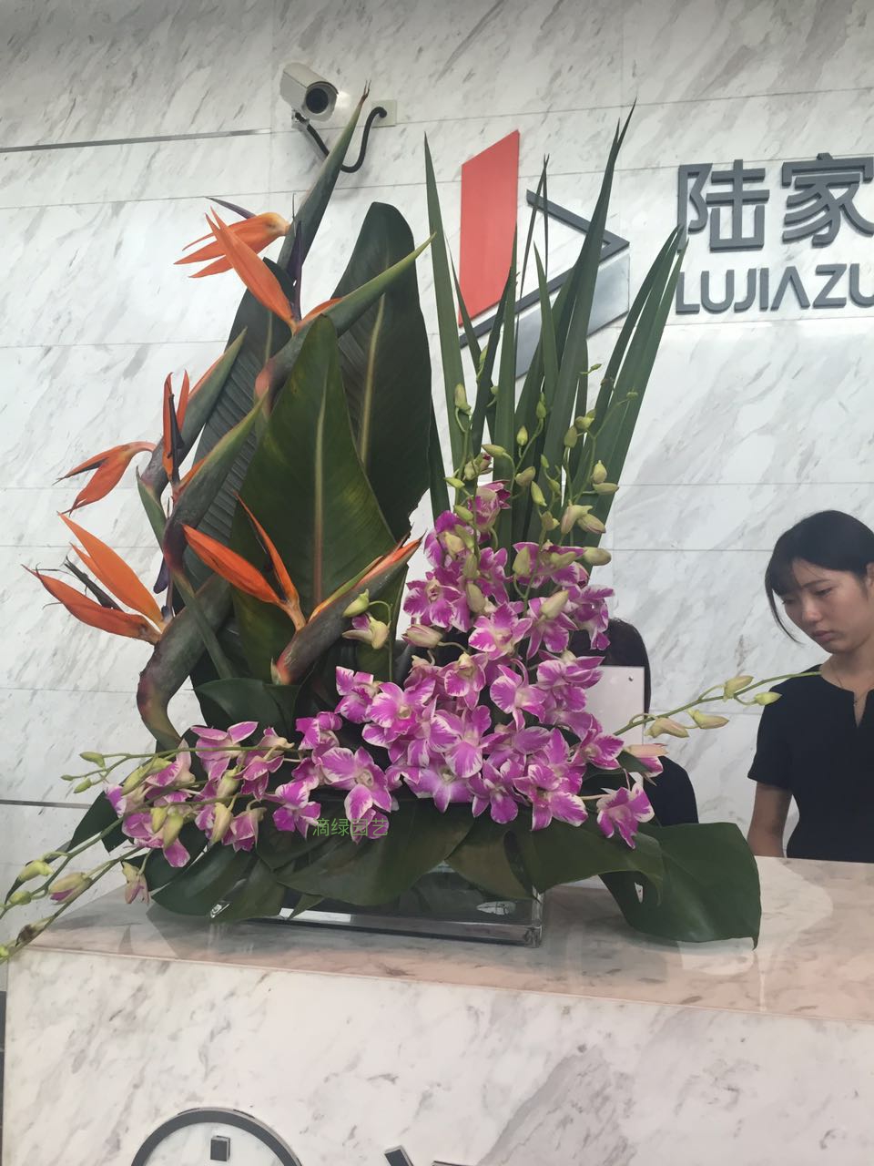 洋兰天堂鸟前台台花