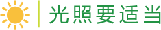 光照