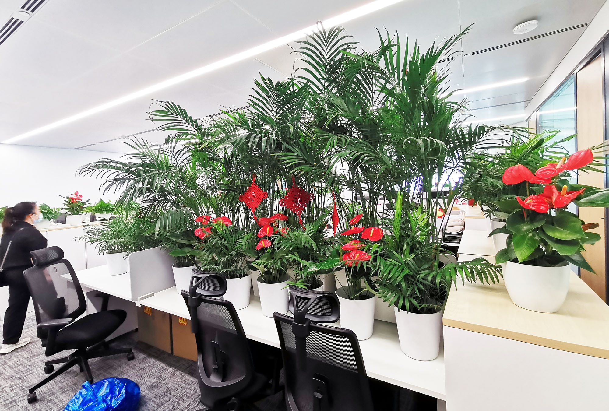 海富通基金--办公绿植花卉租摆