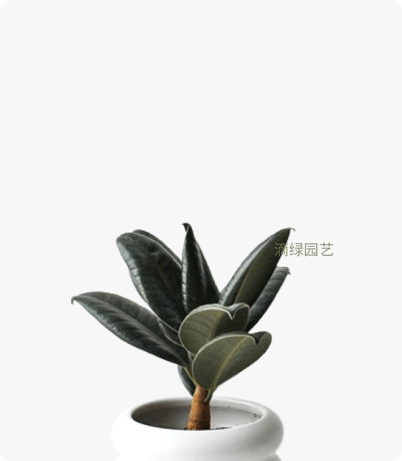 小橡皮树
