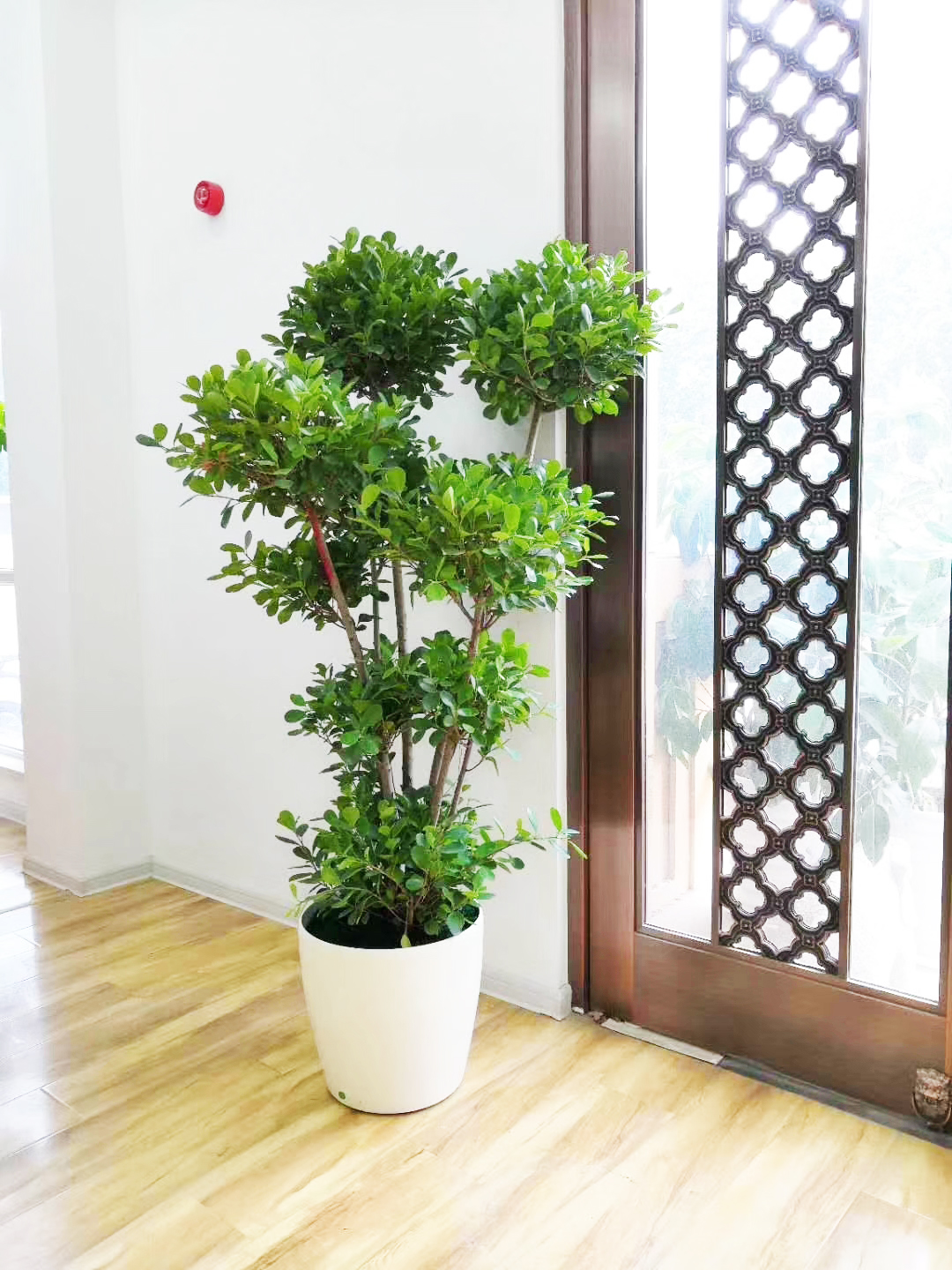 多层榕