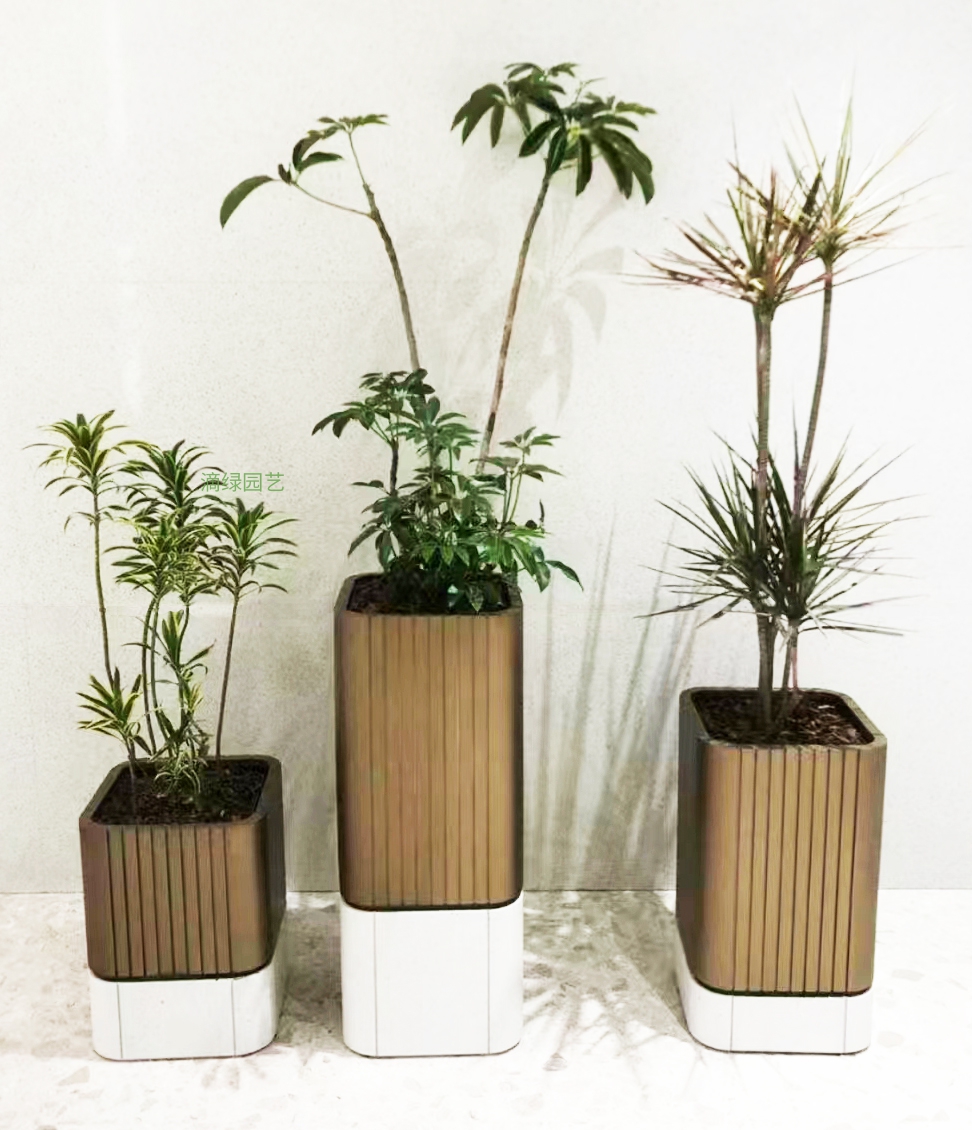 百合竹+保罗+千年木三组合