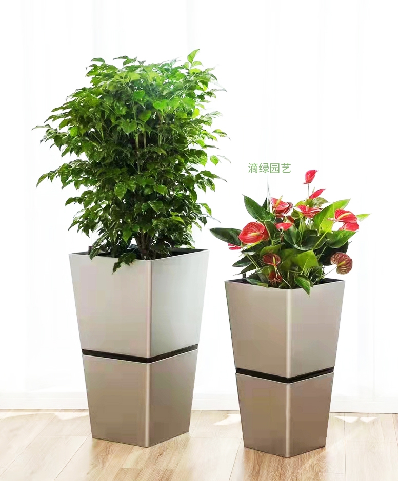 绿宝+红掌二组合