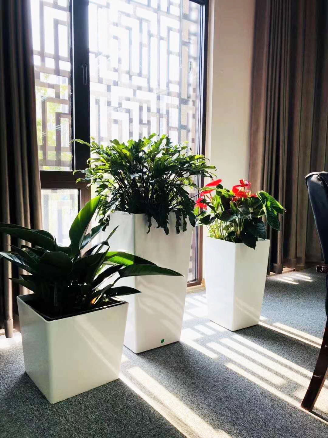 写字楼办公区域花卉绿植租摆方案